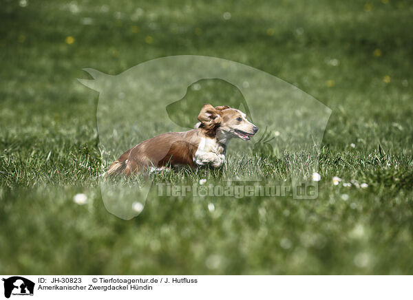 Amerikanischer Zwergdackel Hndin / female american miniature dachshund / JH-30823