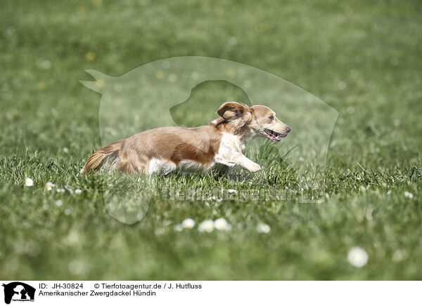 Amerikanischer Zwergdackel Hndin / female american miniature dachshund / JH-30824