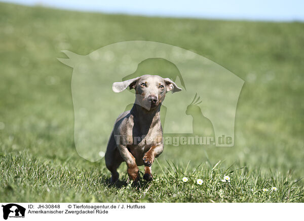 Amerikanischer Zwergdackel Rde / male american miniature dachshund / JH-30848