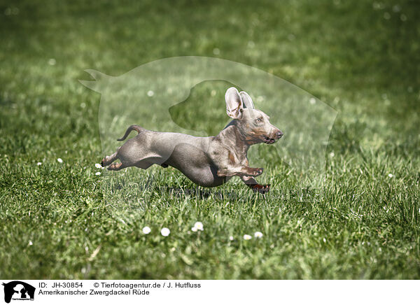 Amerikanischer Zwergdackel Rde / male american miniature dachshund / JH-30854