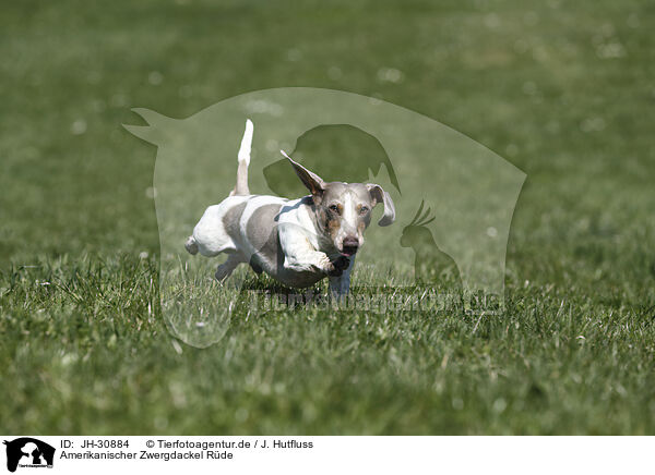 Amerikanischer Zwergdackel Rde / male american miniature dachshund / JH-30884
