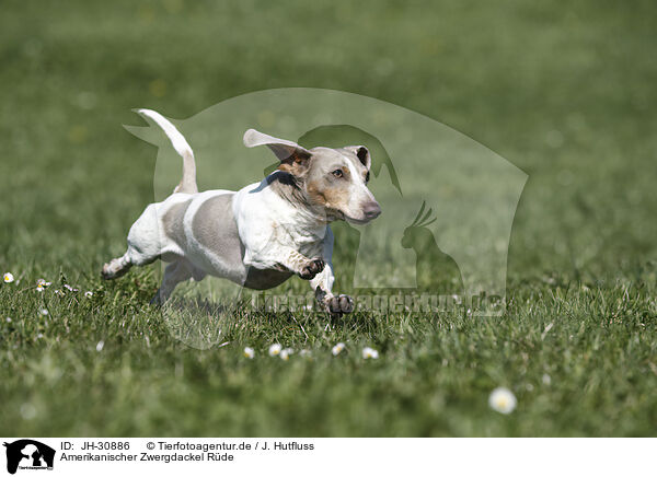 Amerikanischer Zwergdackel Rde / male american miniature dachshund / JH-30886