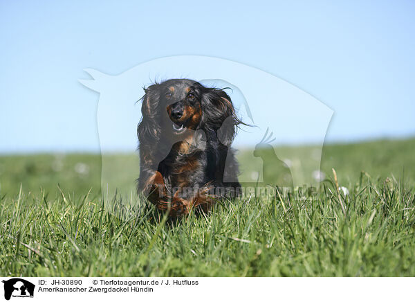 Amerikanischer Zwergdackel Hndin / female american miniature dachshund / JH-30890