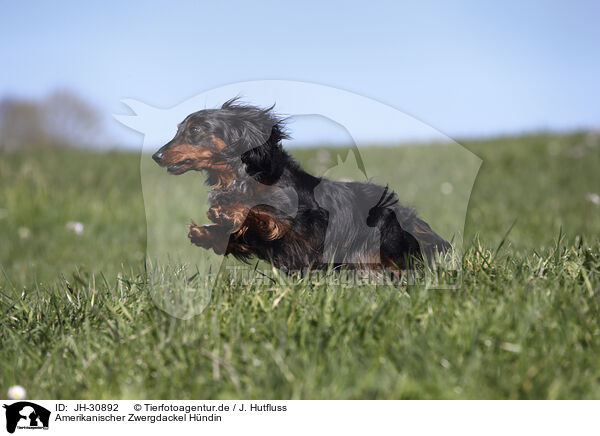 Amerikanischer Zwergdackel Hndin / female american miniature dachshund / JH-30892