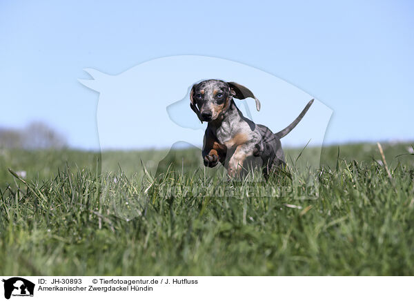 Amerikanischer Zwergdackel Hndin / female american miniature dachshund / JH-30893