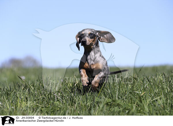 Amerikanischer Zwergdackel Hndin / female american miniature dachshund / JH-30894