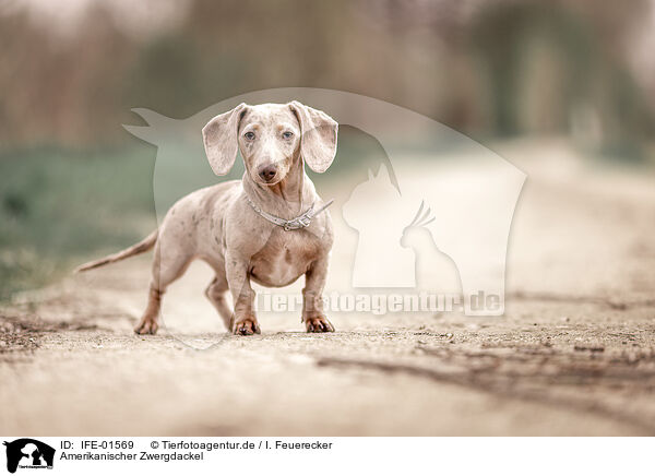 Amerikanischer Zwergdackel / American Miniature Dachshund / IFE-01569