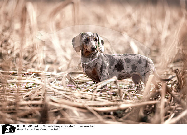 Amerikanischer Zwergdackel / American Miniature Dachshund / IFE-01574