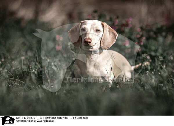 Amerikanischer Zwergdackel / American Miniature Dachshund / IFE-01577