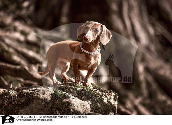 Amerikanischer Zwergdackel / American Miniature Dachshund / IFE-01581