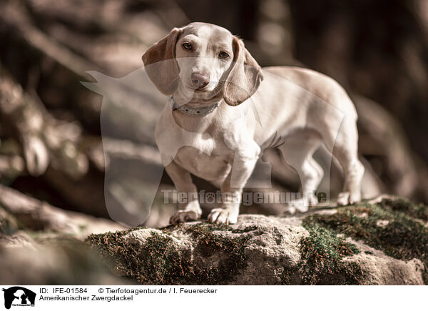 Amerikanischer Zwergdackel / American Miniature Dachshund / IFE-01584