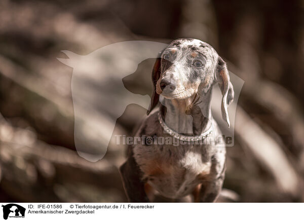 Amerikanischer Zwergdackel / American Miniature Dachshund / IFE-01586