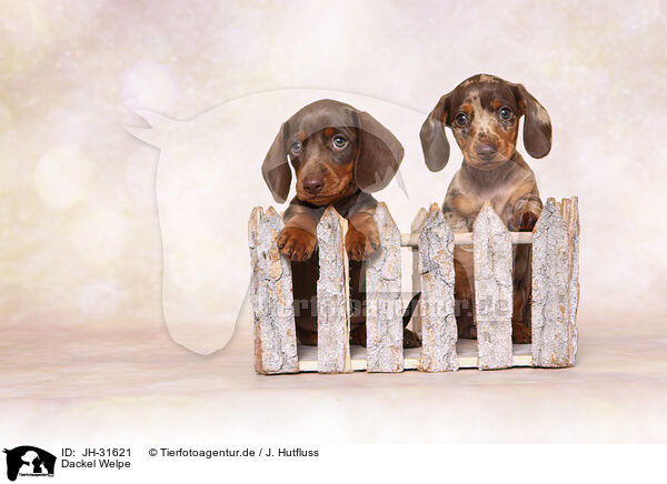 Dackel Welpe / Dachshund puppy / JH-31621