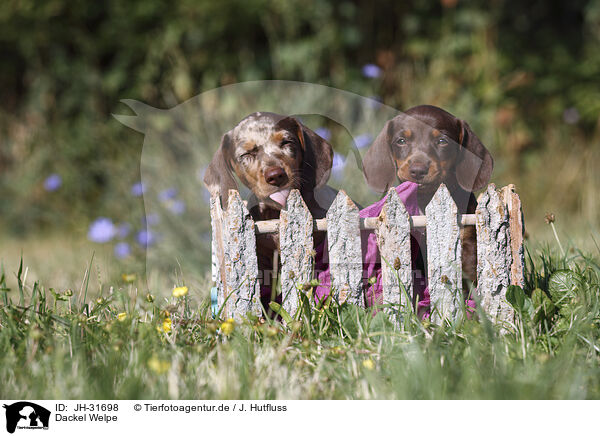Dackel Welpe / Dachshund puppy / JH-31698