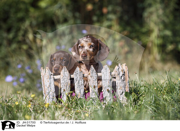 Dackel Welpe / Dachshund puppy / JH-31700