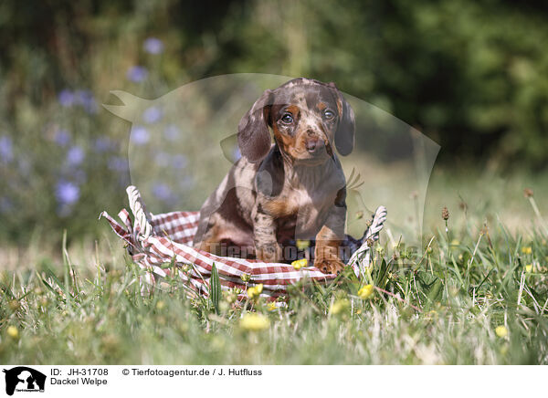 Dackel Welpe / Dachshund puppy / JH-31708