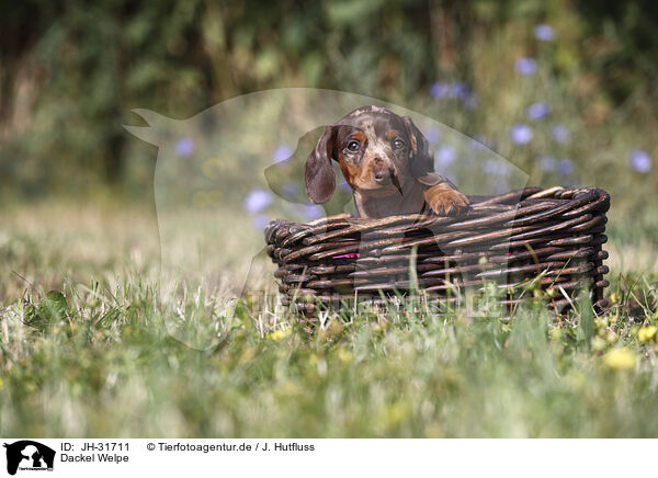 Dackel Welpe / Dachshund puppy / JH-31711