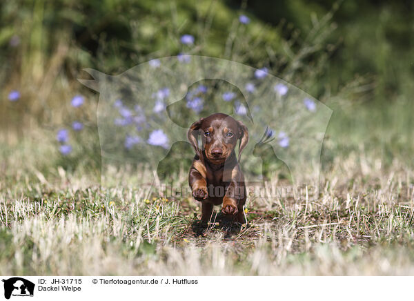 Dackel Welpe / Dachshund puppy / JH-31715