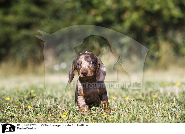 Dackel Welpe / Dachshund puppy / JH-31723