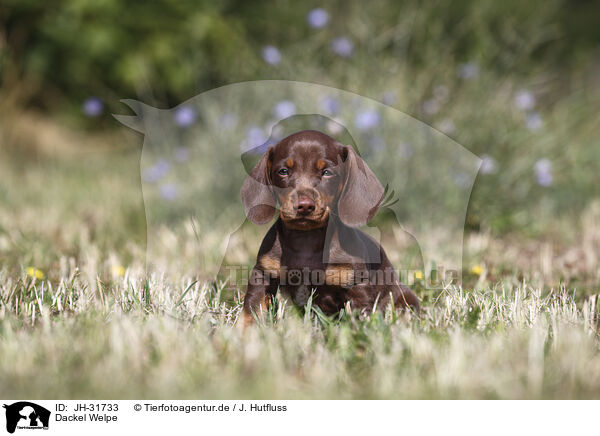 Dackel Welpe / Dachshund puppy / JH-31733