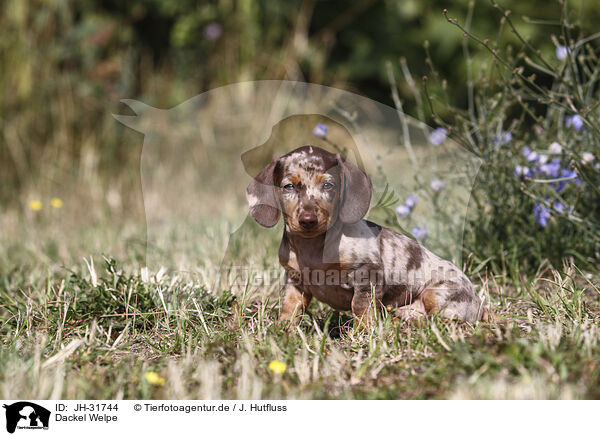 Dackel Welpe / Dachshund puppy / JH-31744