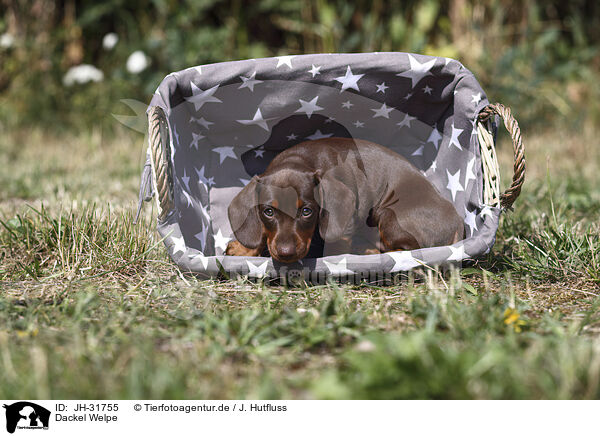Dackel Welpe / Dachshund puppy / JH-31755