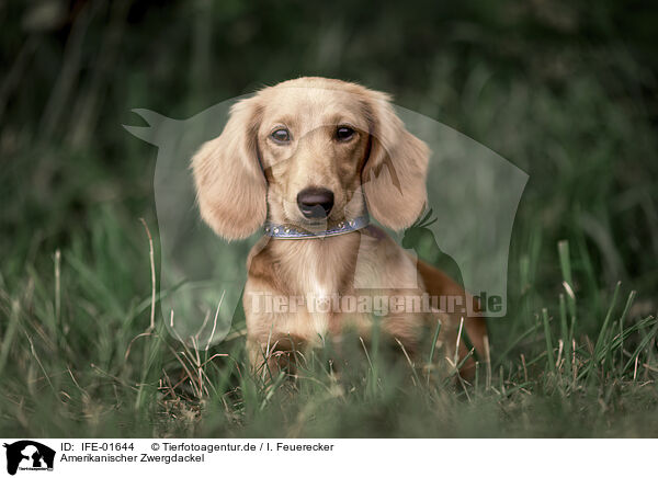 Amerikanischer Zwergdackel / Americann Miniature Dachshund / IFE-01644
