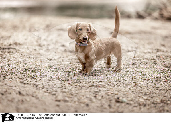 Amerikanischer Zwergdackel / Americann Miniature Dachshund / IFE-01645