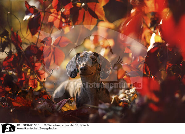 Amerikanischer Zwergdackel / SEK-01565