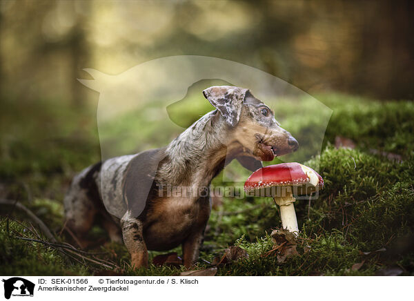Amerikanischer Zwergdackel / Americann Miniature Dachshund / SEK-01566