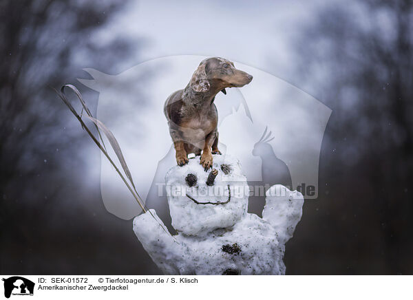 Amerikanischer Zwergdackel / Americann Miniature Dachshund / SEK-01572