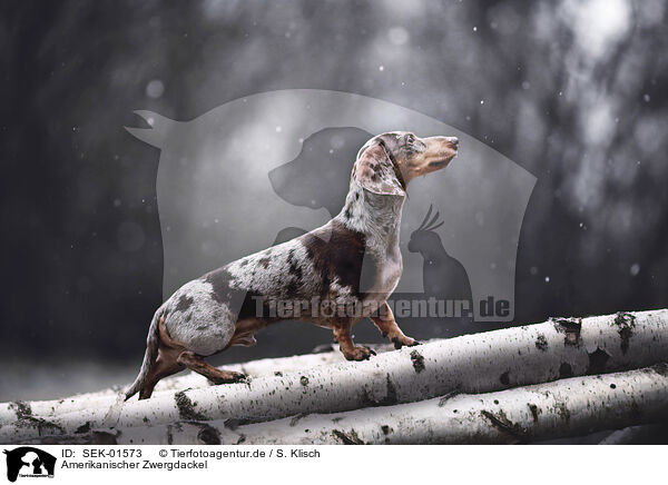 Amerikanischer Zwergdackel / Americann Miniature Dachshund / SEK-01573