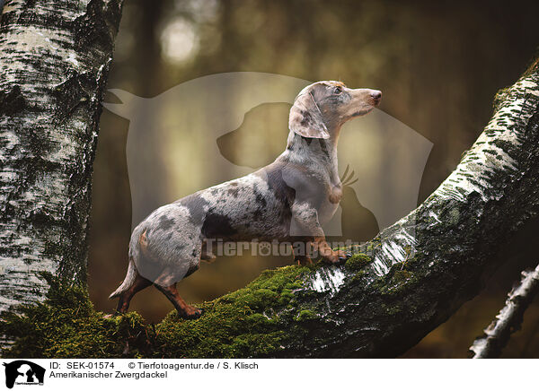 Amerikanischer Zwergdackel / Americann Miniature Dachshund / SEK-01574