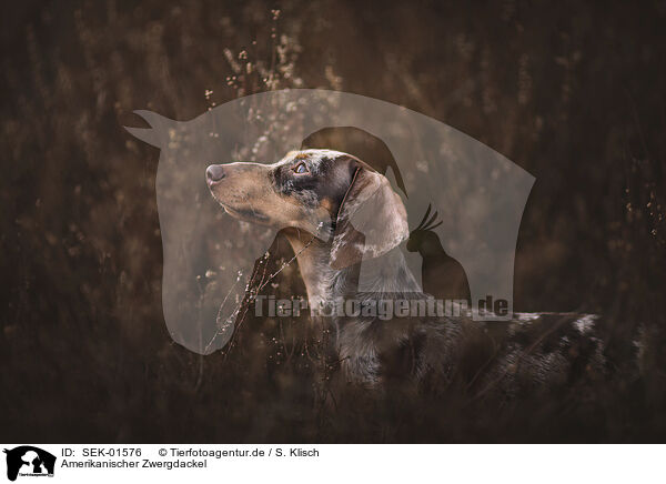 Amerikanischer Zwergdackel / Americann Miniature Dachshund / SEK-01576