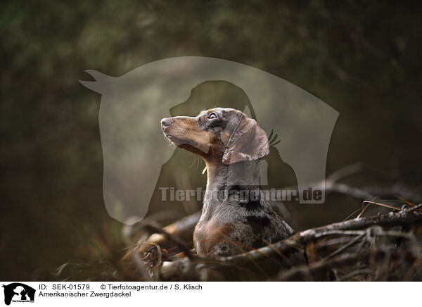 Amerikanischer Zwergdackel / Americann Miniature Dachshund / SEK-01579