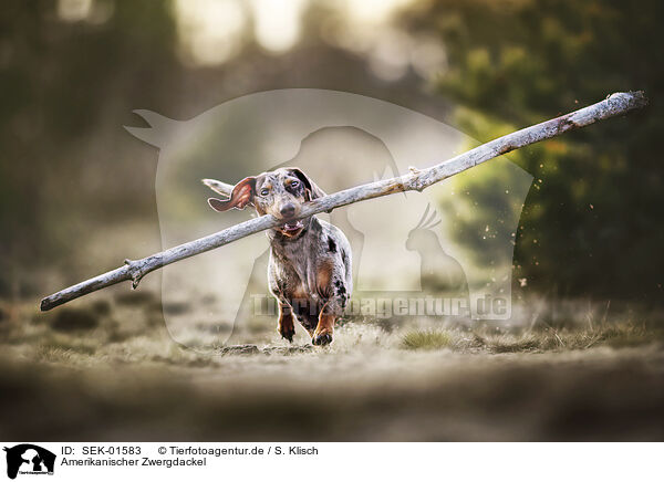 Amerikanischer Zwergdackel / Americann Miniature Dachshund / SEK-01583