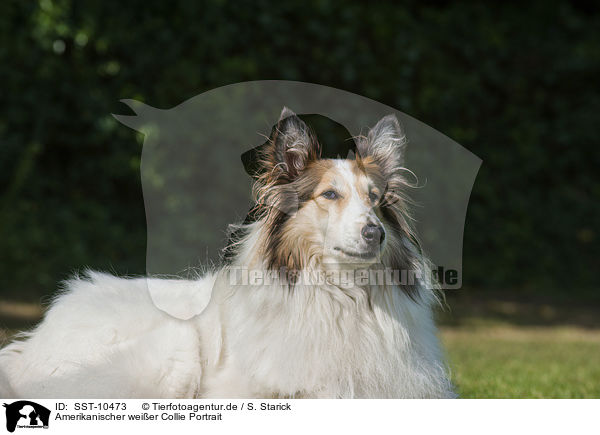 Amerikanischer weier Collie Portrait / American white Collie portrait / SST-10473