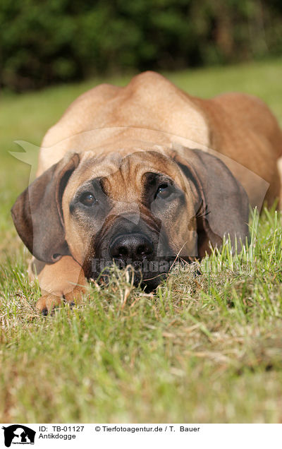 Antikdogge / Antique Dogge / TB-01127