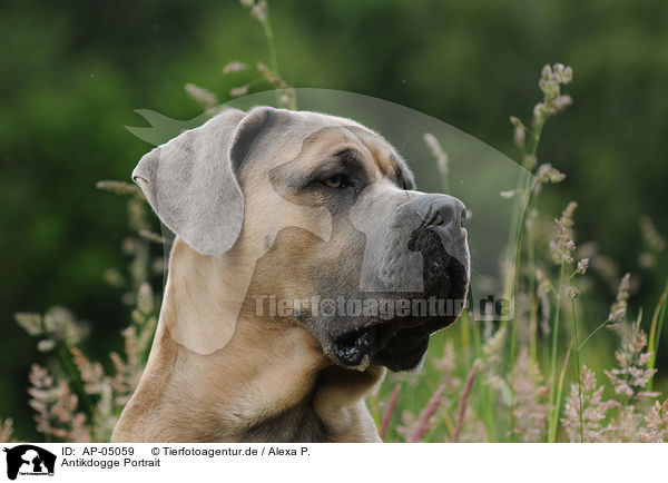 Antikdogge Portrait / Antique Dogge Portrait / AP-05059