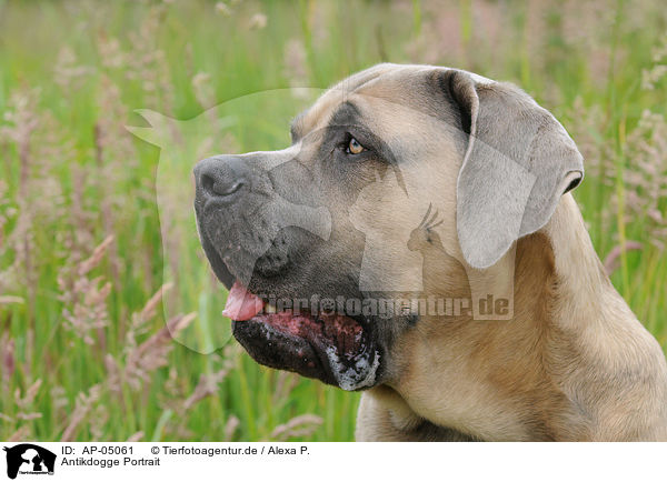 Antikdogge Portrait / Antique Dogge Portrait / AP-05061