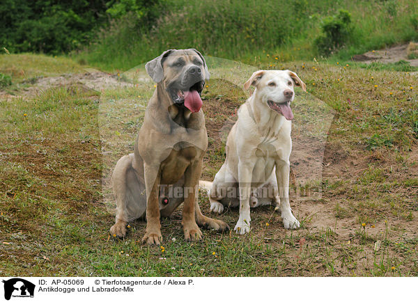 Antikdogge und Labrador-Mix / dogs / AP-05069