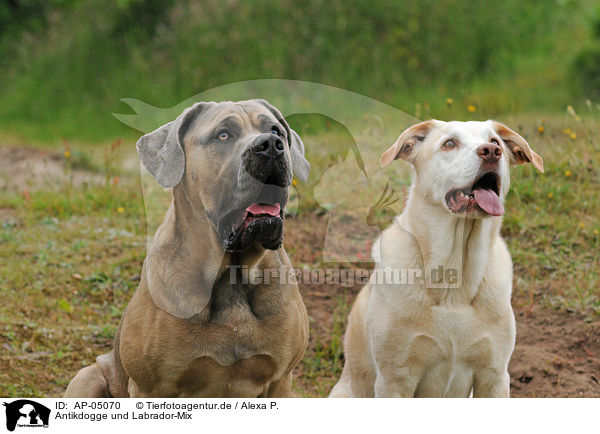 Antikdogge und Labrador-Mix / dogs / AP-05070