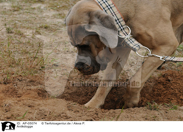 Antikdogge / Antique Dogge / AP-05074