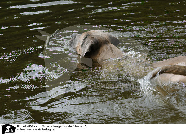 schwimmende Antikdogge / swimming Antikdogge / AP-05077