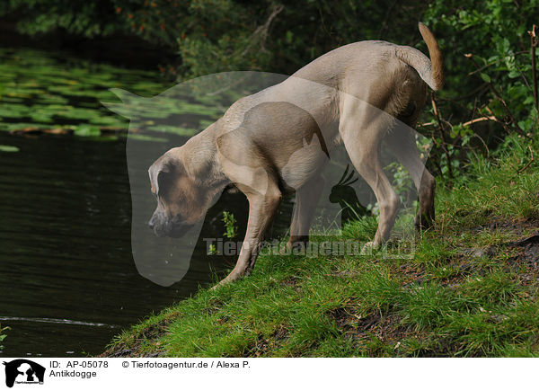 Antikdogge / Antique Dogge / AP-05078