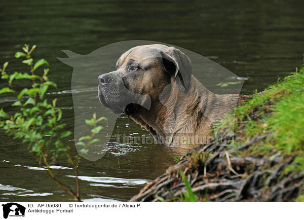 Antikdogge Portrait / Antique Dogge Portrait / AP-05080