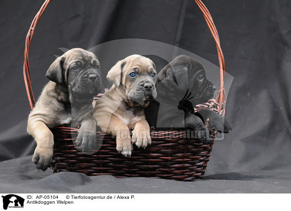 Antikdoggen Welpen / Antikdoggen puppies / AP-05104