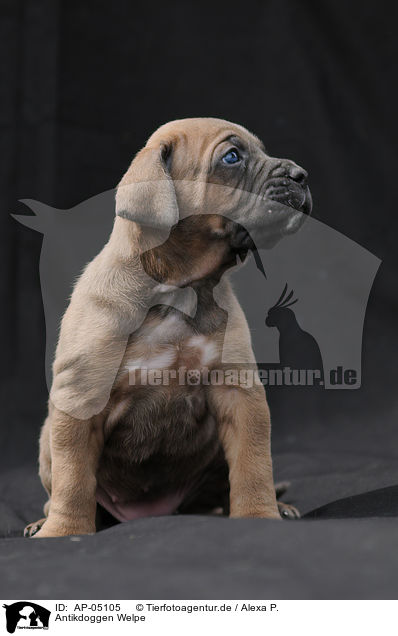 Antikdoggen Welpe / Antikdoggen puppy / AP-05105