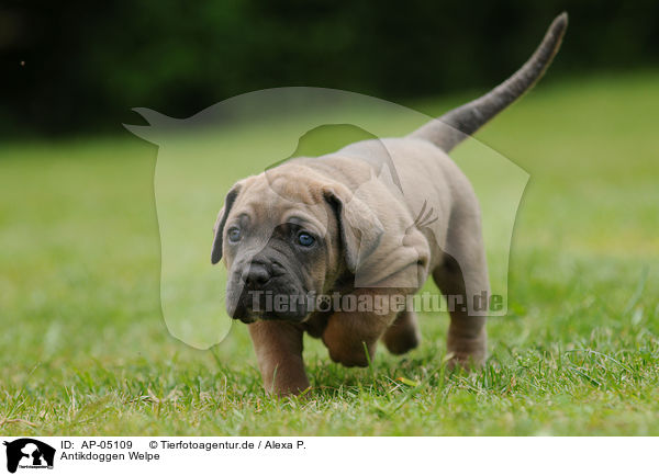 Antikdoggen Welpe / Antikdoggen puppy / AP-05109