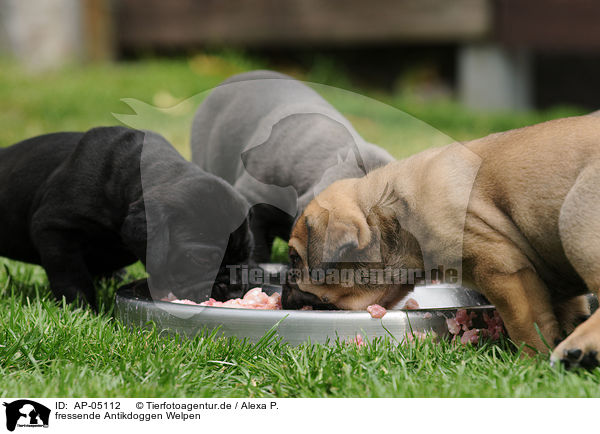fressende Antikdoggen Welpen / eating Antikdoggen puppies / AP-05112